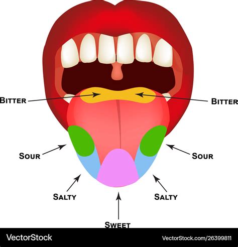 Anatomical Structure Tongue Taste Buds Royalty Free Vector
