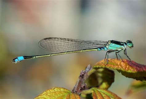 Interesting Facts And Information On The Dragonfly Hubpages