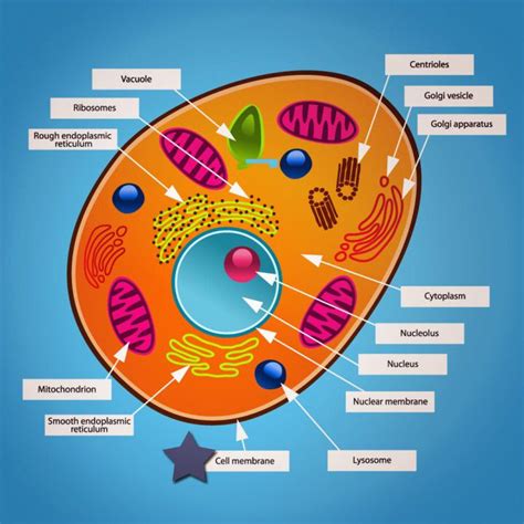 An Animal Cell Diagram With All The Parts Labeled