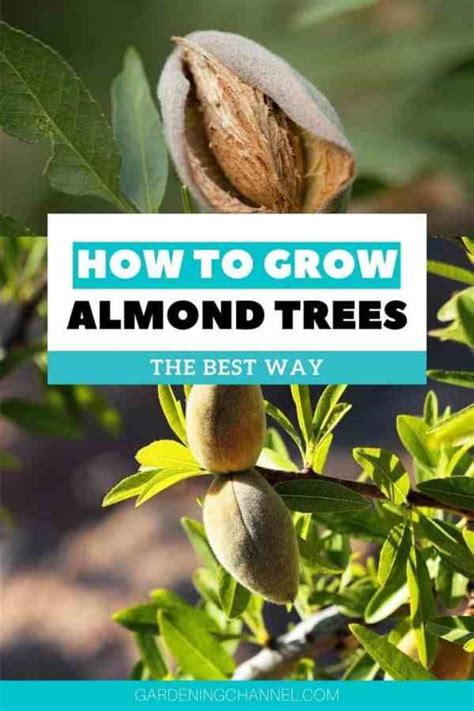 How‌ ‌to‌ ‌grow‌ ‌an‌ ‌almond‌ ‌tree‌ ‌in‌ ‌your‌ ‌home‌ ‌garden‌