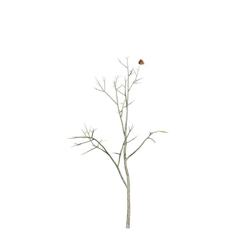 Shagbark Hickory Seedling Speedtree