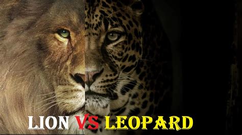 Lion Vs Leopard Lion Vs Leopard Real Fight Lion Vs Leopard Who