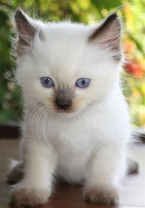 KING COLLINS CAT PALACE Public Group Facebook Ragdoll Kitten