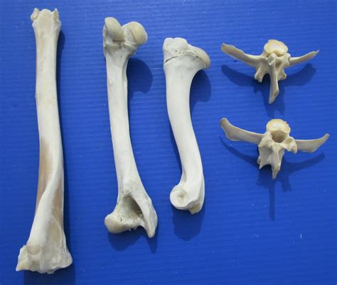 Deer Leg Bone Anatomy