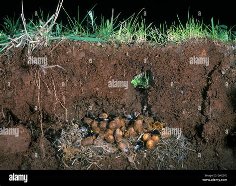 Bumblebee Nest High Resolution Stock Photography And Images Alamy