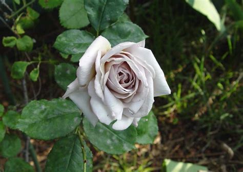 Plantfiles Pictures Floribunda Hybrid Tea Rose Grey Dawn Rosa By