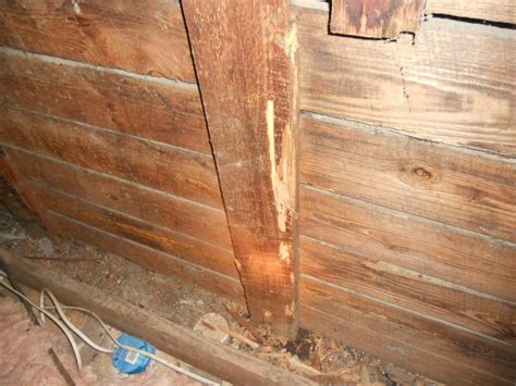 Drywood Termite Damage At Gable End Wood Termites Termite Control