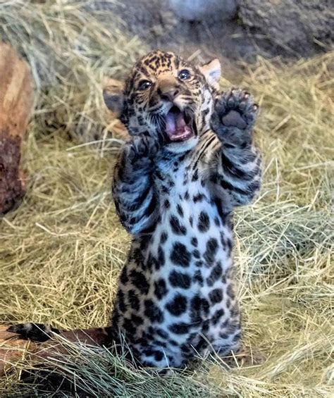 Jaguar Cub Is A Handfuland Mouthful Baby Animals Pictures Beautiful