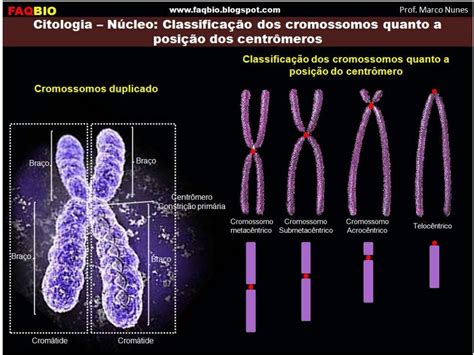 Sangue Com 24 Cromossomos