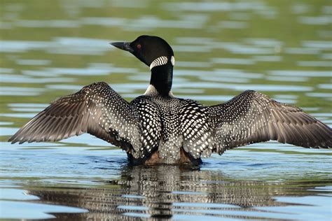 Common Loon | Coniferous Forest