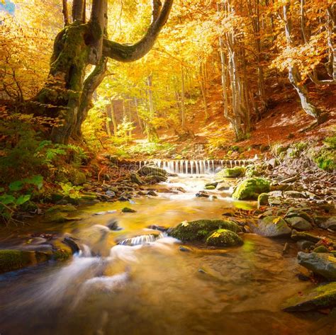 Real Autumn Landscape Colorful Forest Trees And River With Waterfall