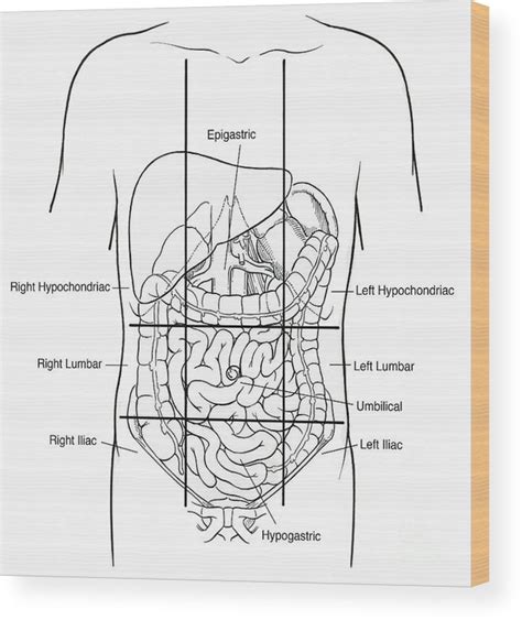 Abdominal and pelvic anatomy encompasses the anatomy of all structures of the abdominal and this anatomy section promotes the use of the terminologia anatomica, the international standard of. Illustration Of Nine Abdominal Regions Wood Print by ...