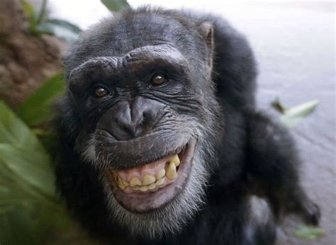 Chimpanzees Recognize Rear Ends Like People Recognize Faces The Washington Post