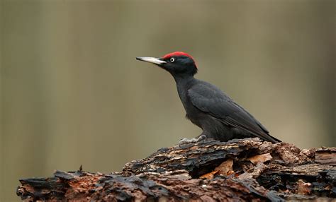 Details Black Woodpecker Birdguides