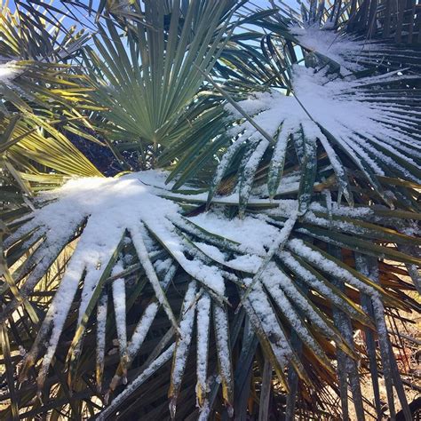 Its Not Every Day You See A Palm Tree Covered In Snow 🌴 Beautiful
