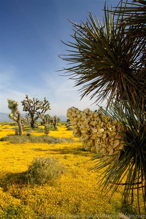 Desert Wildflowers Photos By Ron Niebrugge