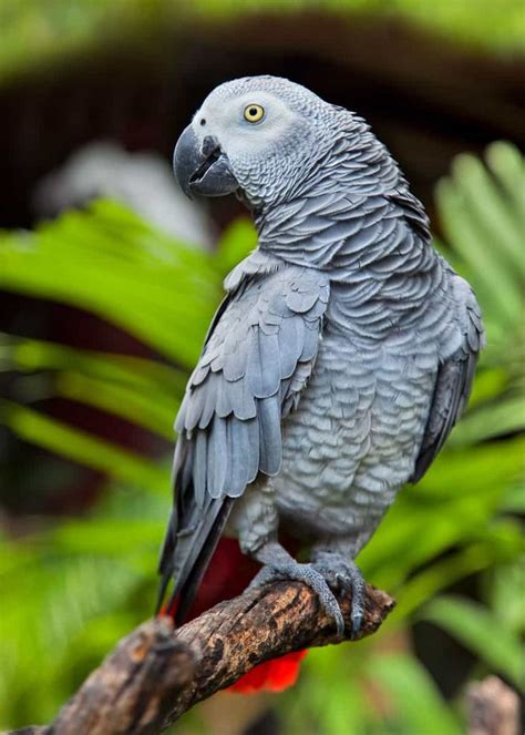 44 African Grey Parrot Facts Complete Guide Talkative Congo Grey