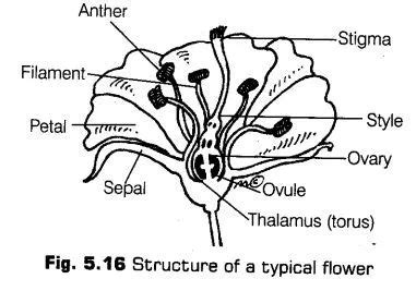 Morphology Of Flowering Plants Cbse Notes For Class Biology Cbse Tuts