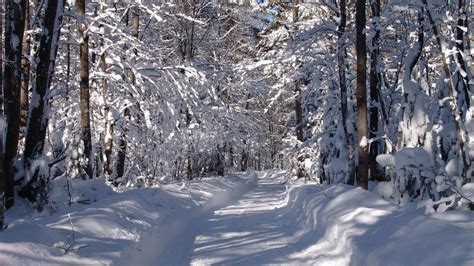 Download Wallpaper 1920x1080 Road Snow Snowdrifts Trees Wood Full