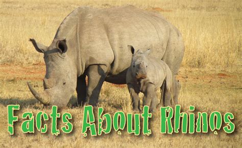 Facts About Rhinos Rhinoceros Information For Kids