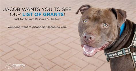 50 Grant And Funding Opportunities For Animal Rescues And Shelters