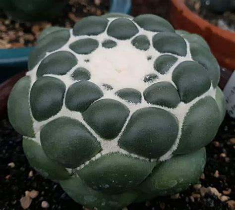 Green may be the most you can probably tell by now that the cactus plant has a lot of special tricks to help it survive in the desert. Not my picture, but I have fallen in love with this ...