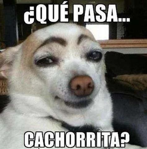 We did not find results for: Fotos de Perros Memes