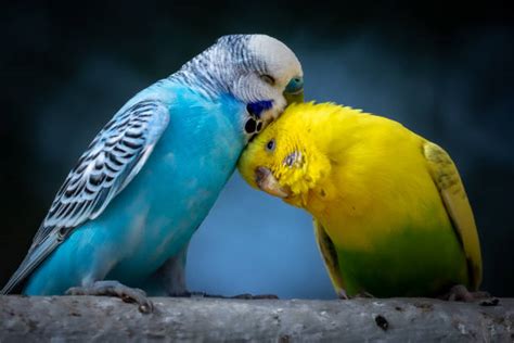 Love Bird Stock Photos Pictures And Royalty Free Images Istock