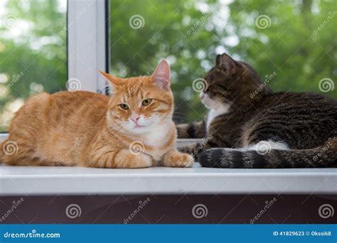 Two Cat Sitting On The Window Sill Stock Image Image Of Large Light