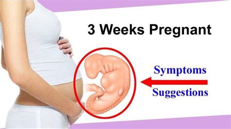 pregnancy symptoms at 3 weeks web md medium