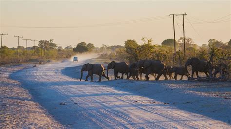 All Aboard Botswanas Elephant Express Bbc Future
