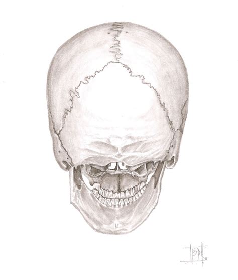 Bioimagen Cráneo Humano Vista Posterior Autor Belén