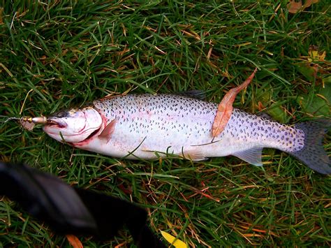 Check spelling or type a new query. RAINBOW TROUT | An 11"inch Rainbow Trout I caught from ...