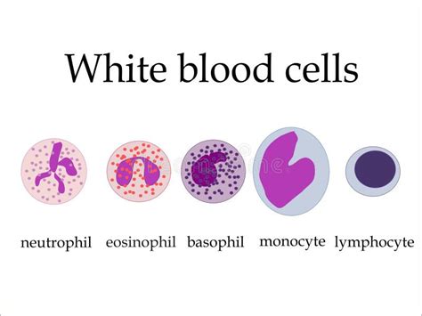 8 Types Of Blood Cells Their Normal Count And Functions In Human Body