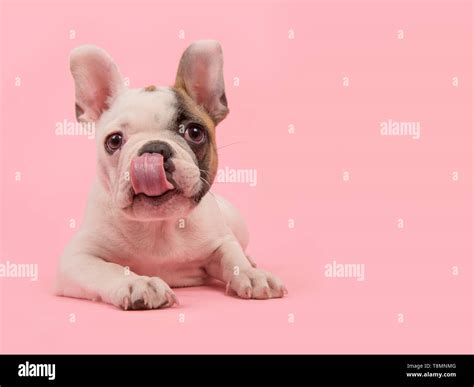 Cute French Bulldog Puppy Lying Down On A Pink Background Licking Its