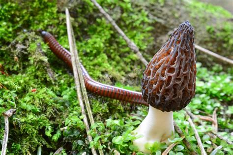 Black Morel And Millipede In A Moss Stock Photo Image Of Growth