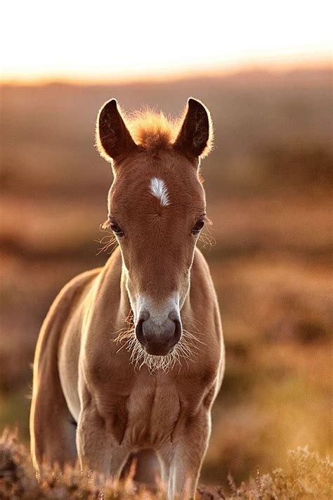 Pin By Hailey Ruegsegger On Animaux Horses Baby Horses Pretty Horses