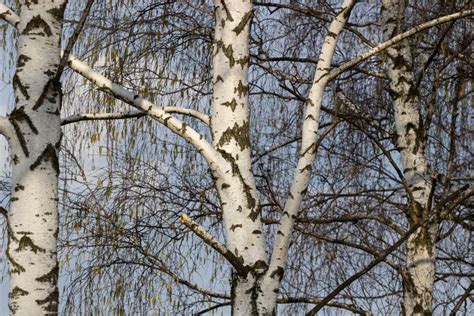 Beautiful Landscape With White Birches Birch Trees In Bright Sunshine