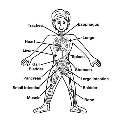 Human Body Diagram For Kids Health Medicine And Anatomy Reference