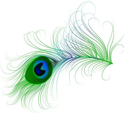 peacock feather clipart free download 10 free cliparts download images on clipground 2024