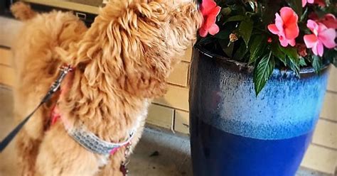 Daisy Loves To Stop And Smell Flowers Album On Imgur