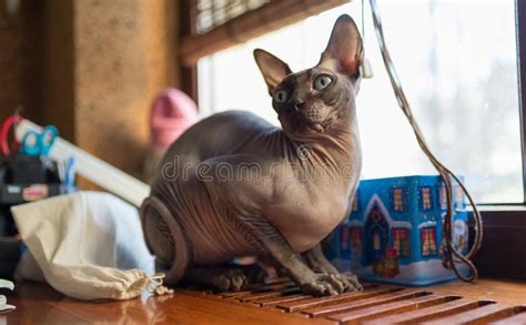 Canadian Sphynx Cat Stock Image Image Of Sphynx Smal 63362913