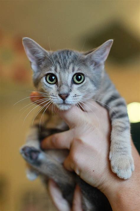 Gray Tabby Kittens For Adoption White And Grey Tabby Kitten