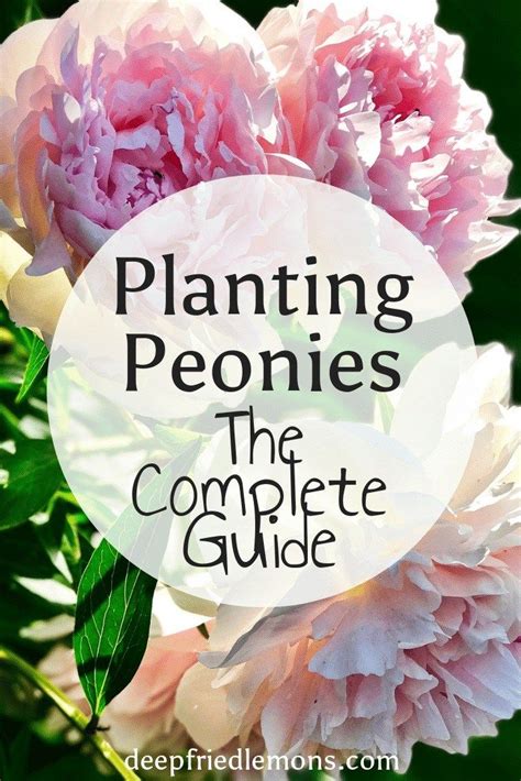 The Complete Guide To Planting Peonies Planting Peonies Flower