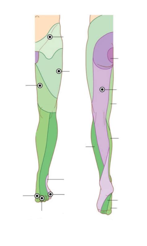 Dermatomes Of Legs By Spine Origin Diagram Quizlet The Best Porn Website