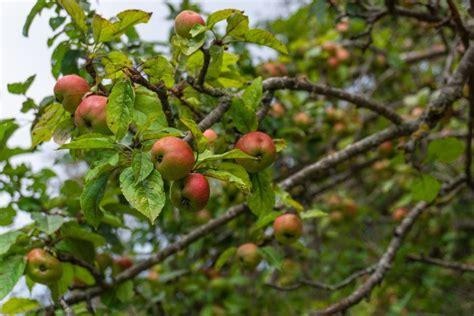 What To Do About Crabapple Tree Leaves Turning Brown Or Yellow The