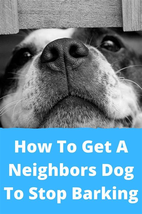 If a dog is constantly barking in your street and is causing a nuisance, there are laws to address this ive got to the point where i'm going to sell up but this is ridiculous how our dogs can even play as my and there dogs are barking all day. How To Stop A Neighbors Dog From Barking in 2020 | Dogs ...