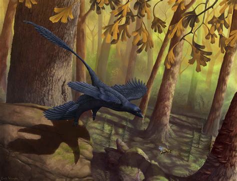 Facts About Microraptor The Four Winged Dinosaur
