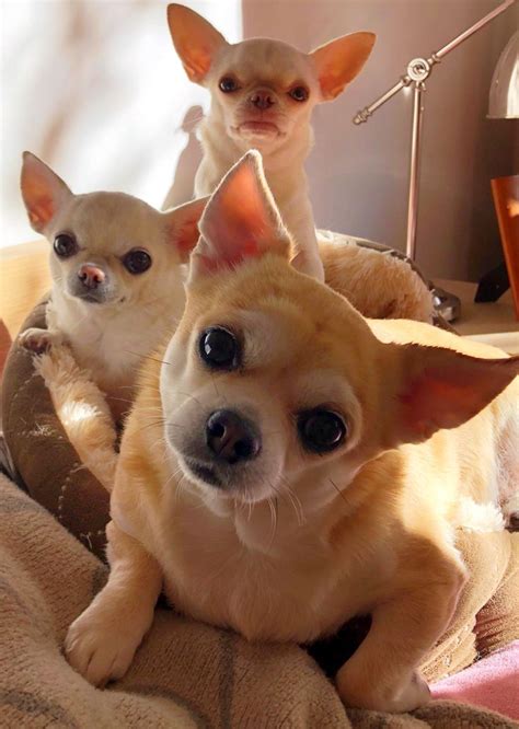 Cute Three Funny Chihuahuas Chihuahua Funny Chihuahua Puppies Baby