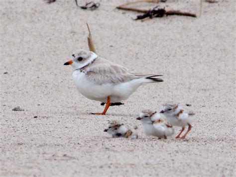 Adult And Juvenile Piping Plovers Us Geological Survey